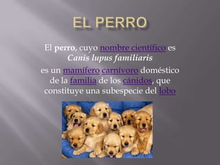El perro, cuyo nombre científico es
        Canis lupus familiaris
es un mamífero carnívoro doméstico
   de la familia de los cánidos, que
 constituye una subespecie del lobo
 