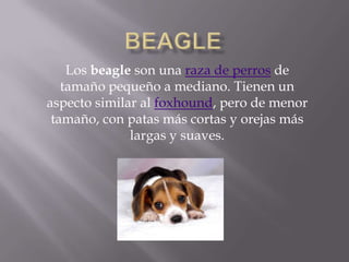 Los beagle son una raza de perros de
   tamaño pequeño a mediano. Tienen un
aspecto similar al foxhound, pero de menor
 tamaño, con patas más cortas y orejas más
              largas y suaves.
 