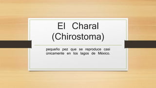 El Charal 
(Chirostoma) 
pequeño pez que se reproduce casi 
únicamente en los lagos de México. 
 