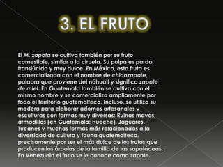 3. EL FRUTOEl M. zapota se cultiva también por su fruto comestible, similar a la ciruela. Su pulpa es parda, translúcida y muy dulce. En México, esta fruta es comercializada con el nombre de chicozapote, palabra que proviene del náhuatl y significa zapote de miel. En Guatemala también se cultiva con el mismo nombre y se comercializa ampliamente por todo el territorio guatemalteco. Incluso, se utiliza su madera para elaborar adornos artesanales y esculturas con formas muy diversas: Ruinas mayas, armadillos (en Guatemala: Hueche), Jaguares, Tucanes y muchas formas más relacionadas a la diversidad de cultura y fauna guatemalteca.precisamente por ser el más dulce de los frutos que producen los árboles de la familia de las sapotáceas. En Venezuela el fruto se le conoce como zapote.
