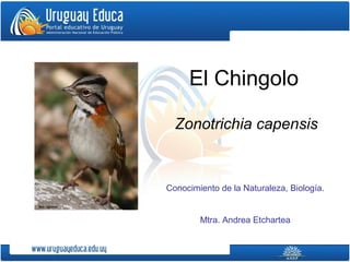 El Chingolo

  Zonotrichia capensis


Conocimiento de la Naturaleza, Biología.


        Mtra. Andrea Etchartea
 
