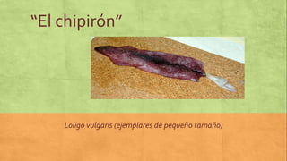 “El chipirón”




    Loligo vulgaris (ejemplares de pequeño tamaño)
 