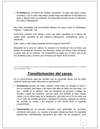 8
 El trinitario.-es un hibrido del “criollos y forasteros” es algo más graso, menos
aromático y de un color más pálido; resulta ideal para elaborar el chocolate con
leche y algunos tipos de cobertura. Se desarrolla principal mente en indonesia,
Sri Lanka y Madagascar.
Hay otras variedades que son también híbridos de cacao como el “Nicaragua”,
“legitimo”, “calabocillo”, etc…
Cada fruto contiene unas treinta y cinco que están repartidas en 5 hileras, las
cuales están envueltas de una sustancia blanquecina, mucilaginosa, acida y
azucarada.
Entre cuatro y siete meses después de la fecundación de la flor18
(Depende de la zona de cultivo), se procede a la recolección de los frutos, que
reciben el nombre de “maracas” (en América), “piñas” (en África). Para reconocer
el punto justo de su madurez los recolectores se guían por su color, que es de
una tonalidad rojiza o dorada y por el sonido que hacen al ser movidos.
18.-Nota: La fecundación de la flor es la unión de la gameto masculina, llamada espermatozoide con la gameta
femenina llamada oosfera.
Transformación del cacao.
Es un procedimiento para las semillas que se desarrolla desde que los frutos
maduran hasta que están listos para su exportación19
 Recolección.-cuando los frutos maduros están bajos, se recogen a mano y
con un machete; para llegar a los frutos más altos se utiliza una vara larga con
una cuchilla en el extremo. Una vez recogidos se procede a extraer las
semillas y quitar las sustancia que les cubre, eso también se hace manual
mente y en el mismo lugar de la recolección, todo esto con el fin de evitar que
con el calor las semillas germinen y estropeen el proceso, después se colocan
las semillas en cestas y las trasladan al sitio donde harán el siguiente
procedimiento.
 Fermentación.-es un proceso necesario para desarrollar los principios
aromáticos del cacao y se suavice el amargor natural que tiene. En pequeñas
plantaciones habitualmente aprovechan las hojas de los bananeros para
 