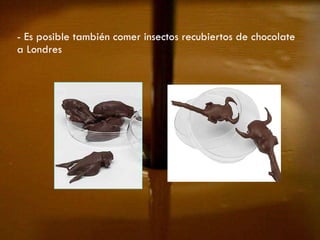 - Es posible también comer insectos recubiertos de chocolate a Londres 