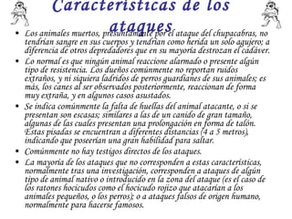 Características de los ataques Los animales muertos, presuntamente por el ataque del chupacabras, no tendrían sangre en sus cuerpos y tendrían como herida un solo agujero; a diferencia de otros depredadores que en su mayoría destrozan el cadáver.  Lo normal es que ningún animal reaccione alarmado o presente algún tipo de resistencia. Los dueños comúnmente no reportan ruidos extraños, y ni siquiera ladridos de perros guardianes de sus animales; es más, los canes al ser observados posteriormente, reaccionan de forma muy extraña, y en algunos casos asustados.  Se indica comúnmente la falta de huellas del animal atacante, o si se presentan son escasas; similares a las de un canido de gran tamaño, algunas de las cuales presentan una prolongación en forma de talón. Estas pisadas se encuentran a diferentes distancias (4 a 5 metros), indicando que poseerían una gran habilidad para saltar.  Comúnmente no hay testigos directos de los ataques.  La mayoría de los ataques que no corresponden a estas características, normalmente tras una investigación, corresponden a ataques de algún tipo de animal nativo o introducido en la zona del ataque (es el caso de los ratones hocicudos como el hocicudo rojizo que atacarían a los animales pequeños, o los perros); o a ataques falsos de origen humano, normalmente para hacerse famosos. 