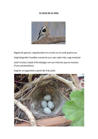 EL CICLE DE LA VIDA
Regant els geranis, vaig descobrir en un test un niu amb quatre ous.
Vaig fotografiar l’ocelleta covantels ous i per saber més, vaig contactar
amb l’Institut Català d’Ornitologia i em van informar que es tractava
d’una cuereta blanca.
Vaig fer un seguiment a partir del 3 de juliol.
 
