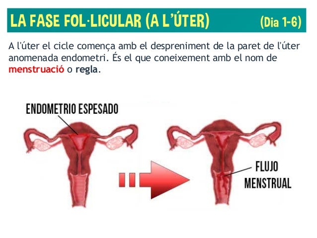 EL CICLE MENSTRUAL (3r ESO)