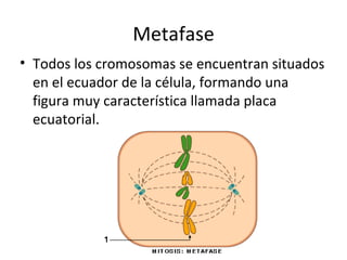Metafase Todos los cromosomas se encuentran situados en el ecuador de la célula, formando una figura muy característica llamada placa ecuatorial. 