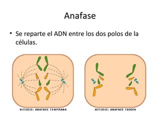 Anafase Se reparte el ADN entre los dos polos de la células. 