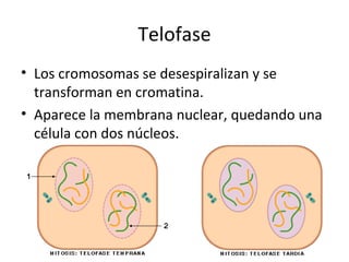 Telofase Los cromosomas se desespiralizan y se transforman en cromatina. Aparece la membrana nuclear, quedando una célula con dos núcleos.  