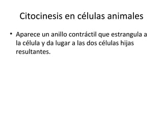 Citocinesis en células animales Aparece un anillo contráctil que estrangula a la célula y da lugar a las dos células hijas resultantes. 