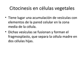 Citocinesis en células vegetales Tiene lugar una acumulación de vesículas con elementos de la pared celular en la zona media de la célula. Dichas vesículas se fusionan y forman el fragmosplasto, que separa la célula madre en dos células hijas. 