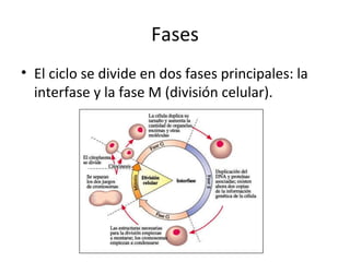 Fases El ciclo se divide en dos fases principales: la interfase y la fase M (división celular). 