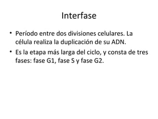 Interfase Período entre dos divisiones celulares. La célula realiza la duplicación de su ADN. Es la etapa más larga del ciclo, y consta de tres fases: fase G1, fase S y fase G2. 