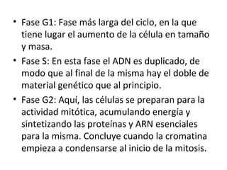 Fase G1: Fase más larga del ciclo, en la que tiene lugar el aumento de la célula en tamaño y masa. Fase S: En esta fase el ADN es duplicado, de modo que al final de la misma hay el doble de material genético que al principio. Fase G2: Aquí, las células se preparan para la actividad mitótica, acumulando energía y sintetizando las proteínas y ARN esenciales para la misma. Concluye cuando la cromatina empieza a condensarse al inicio de la mitosis. 