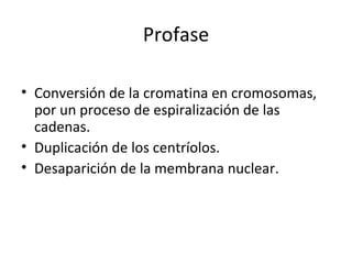 Profase Conversión de la cromatina en cromosomas, por un proceso de espiralización de las cadenas.  Duplicación de los centríolos. Desaparición de la membrana nuclear. 