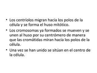Los centríolos migran hacia los polos de la célula y se forma el huso mitótico. Los cromosomas ya formados se mueven y se unen al huso por su centrómero de manera que las cromátidas miran hacia los polos de la célula. Una vez se han unido se sitúan en el centro de la célula.  