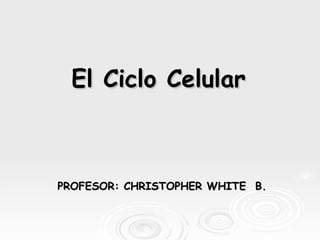 El Ciclo Celular PROFESOR: CHRISTOPHER WHITE  B. 
