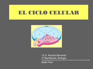EL CICLO CELULAR




      I.E.S. Ricardo Bernardo
      2º Bachillerato. Biología
      http://biologiageologiaiesricardobernardobelenruiz.wordpress.com/2o-bachillerato/2o-biologia/

      Belén Ruiz
 