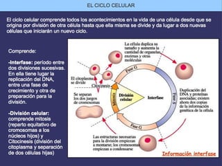 El ciclo celular | PPT