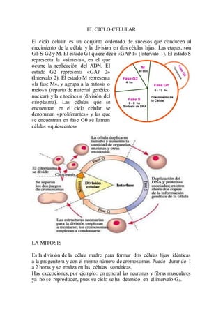 EL CICLO CELULAR
El ciclo celular es un conjunto ordenado de sucesos que conducen al
crecimiento de la célula y la división en dos células hijas. Las etapas, son
G1-S-G2 y M. El estado G1 quiere decir «GAP 1» (Intervalo 1). El estado S
representa la «síntesis», en el que
ocurre la replicación del ADN. El
estado G2 representa «GAP 2»
(Intervalo 2). El estado M representa
«la fase M», y agrupa a la mitosis o
meiosis (reparto de material genético
nuclear) y la citocinesis (división del
citoplasma). Las células que se
encuentran en el ciclo celular se
denominan «proliferantes» y las que
se encuentran en fase G0 se llaman
células «quiescentes»
LA MITOSIS
Es la división de la célula madre para formar dos células hijas idénticas
a la progenitora y con el mismo número de cromosomas. Puede durar de 1
a 2 horas y se realiza en las células somáticas.
Hay excepciones, por ejemplo: en general las neuronas y fibras musculares
ya no se reproducen, pues su ciclo se ha detenido en el intervalo G0.
 