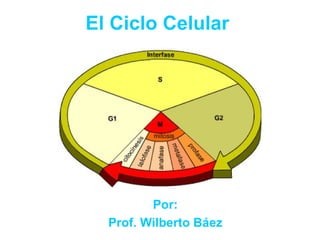 El Ciclo Celular Por: Prof. Wilberto Báez 