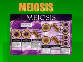 MEIOSIS 