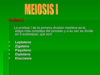 Profase I: La  profase I  de la primera división meiótica es la etapa más compleja del proceso y a su vez se divide en 5 subetapas, que son: Leptoteno Zigoteno Paquiteno   Diploteno   Diacinesis   MEIOSIS I 