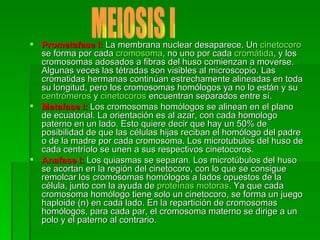 Prometafase I:   La membrana nuclear desaparece. Un  cinetocoro  se forma por cada  cromosoma , no uno por cada  cromátida , y los cromosomas adosados a fibras del huso comienzan a moverse. Algunas veces las tétradas son visibles al microscopio. Las cromatidas hermanas continúan estrechamente alineadas en toda su longitud, pero los cromosomas homólogos ya no lo están y su  centrómeros  y  cinetocoros  encuentran separados entre sí. Metafase I:   Los cromosomas homólogos se alinean en el plano de ecuatorial. La orientación es al azar, con cada homologo paterno en un lado. Esto quiere decir que hay un 50% de posibilidad de que las células hijas reciban el homólogo del padre o de la madre por cada cromosoma. Los microtubulos del huso de cada centríolo se unen a sus respectivos cinetocoros. Anafase I:   Los quiasmas se separan. Los microtúbulos del huso se acortan en la región del cinetocoro, con lo que se consigue remolcar los cromosomas homólogos a lados opuestos de la célula, junto con la ayuda de  proteínas motoras . Ya que cada cromosoma homólogo tiene solo un cinetocoro, se forma un juego haploide (n) en cada lado. En la repartición de cromosomas homólogos, para cada par, el cromosoma materno se dirige a un polo y el paterno al contrario. MEIOSIS I 