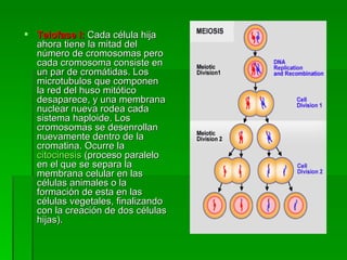 Telofase I:   Cada célula hija ahora tiene la mitad del número de cromosomas pero cada cromosoma consiste en un par de cromátidas. Los microtubulos que componen la red del huso mitótico desaparece, y una membrana nuclear nueva rodea cada sistema haploide. Los cromosomas se desenrollan nuevamente dentro de la cromatina. Ocurre la  citocinesis  (proceso paralelo en el que se separa la membrana celular en las células animales o la formación de esta en las células vegetales, finalizando con la creación de dos células hijas). 