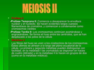 Profase II -Profase Temprana II:  Comienza a desaparecer la envoltura nuclear y el nucleolo. Se hacen evidentes largos cuerpos filamentosos de cromatina, y comienzan a condensarse como cromosomas visibles -Profase Tardía II:  Los cromosomas continúan acortándose y engrosándose. Se forma el huso entre los centríolos, que se han desplazado a los polos de la célula Metafase II Las fibras del huso se unen a los cinetocóros de los cromosomas. Éstos últimos se alinean a lo largo del plano ecuatorial de la célula. La primera y segunda metafase pueden distinguirse con facilidad, en la metafase I las cromatidas se disponen en haces de cuatro (tétrada) y en la metafase II lo hacen en grupos de dos (como en la metafase mitótica). MEIOSIS II 