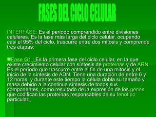 INTERFASE:  Es el período comprendido entre divisiones celulares. Es la fase más larga del ciclo celular, ocupando casi el 95% del ciclo, trascurre entre dos mitosis y comprende tres etapas: Fase G1  :   Es la primera fase del ciclo celular, en la que existe crecimiento celular con síntesis de  proteínas  y de  ARN . Es el período que trascurre entre el fin de una mitosis y el inicio de la síntesis de ADN. Tiene una duración de entre 6 y 12 horas, y durante este tiempo la célula dobla su tamaño y masa debido a la continua síntesis de todos sus componentes, como resultado de la expresión de los  genes  que codifican las proteínas responsables de su  fenotipo  particular.   FASES DEL CICLO CELULAR 