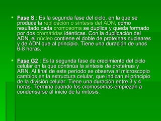 Fase S   : Es la segunda fase del ciclo, en la que se produce la  replicación o síntesis del ADN , como resultado cada  cromosoma  se duplica y queda formado por dos  cromátidas  idénticas. Con la duplicación del ADN, el  núcleo  contiene el doble de proteínas nucleares y de ADN que al principio. Tiene una duración de unos 6-8 horas.  Fase G2  : Es la segunda fase de crecimiento del ciclo celular en la que continúa la síntesis de proteínas y ARN. Al final de este período se observa al microscopio cambios en la estructura celular, que indican el principio de la división celular. Tiene una duración entre 3 y 4 horas. Termina cuando los cromosomas empiezan a condensarse al inicio de la mitosis.   