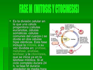 Es la división celular en la que una célula progenitora (células eucariotas, células somáticas -células comunes del cuerpo-) se divide en dos células hijas idénticas. Esta fase incluye la  mitosis , a su vez dividida en:  profase ,  metafase ,  anafase ,  telofase ; y la  citocinesis , que se inicia ya en la telofase mitótica. Si el ciclo completo durara 24 h, la fase M duraría alrededor   de media hora (30   minutos). FASE M  (MITOSIS Y CTOCINESIS) 