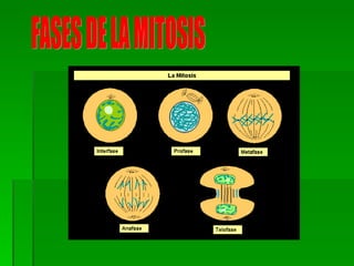 FASES DE LA MITOSIS 