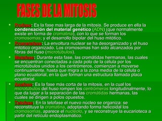 Profase :  Es la fase mas larga de la mitosis. Se produce en ella la  condensación del material genético  ( ADN ) (que normalmente existe en forma de  cromatina ), con lo que se forman los  cromosomas ; y el desarrollo bipolar del huso mitótico.  Prometafase :  La envoltura nuclear se ha desorganizado y el huso mitótico organizado. Los cromosomas han sido alcanzados por fibras del huso ( microtúbulos ). Metafase :  Durante esta fase, las cromàtidas hermanas, las cuales se encuentran conectadas a cada polo de la célula por los microtúbulos unidos a los centròmeros, comienzan a moverse continuamente, hasta que migra a la zona media de la célula o plano ecuatorial, en la que forman una estructura llamada placa ecuatorial. Anafase :  Es la fase más corta de la mitosis, en la cual los  microtúbulos  del huso rompen los  centrómeros  longitudinalmente, lo que da lugar a la separación de las  cromátidas  hermanas, las cuales se dirigen a polos opuestos. Telofase :  En la telofase el nuevo núcleo se organiza: se reconstituye la  cromatina , adoptando forma helicoidal los  cromosomas , aparece el  nucléolo , y se reconstruye la eucarioteca a partir del retículo endoplasmático. FASES DE LA MITOSIS 