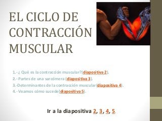 EL CICLO DE
CONTRACCIÓN
MUSCULAR
1.- ¿ Qué es la contracción muscular?(diapositiva 2).
2.- Partes de una sarcómera (diapositiva 3).
3.-Determinantes de la contracción muscular(diapositiva 4).
4.- Veamos cómo sucede(diapositiva 5).
Ir a la diapositiva 2, 3, 4, 5.
 
