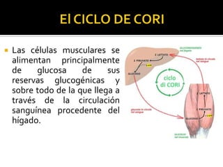  Las células musculares se
alimentan principalmente
de glucosa de sus
reservas glucogénicas y
sobre todo de la que llega a
través de la circulación
sanguínea procedente del
hígado.
 