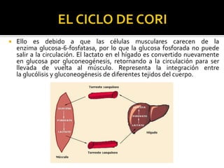  Ello es debido a que las células musculares carecen de la
enzima glucosa-6-fosfatasa, por lo que la glucosa fosforada no puede
salir a la circulación. El lactato en el hígado es convertido nuevamente
en glucosa por gluconeogénesis, retornando a la circulación para ser
llevada de vuelta al músculo. Representa la integración entre
la glucólisis y gluconeogénesis de diferentes tejidos del cuerpo.
 