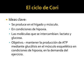  Ideas clave:
 Se produce en el hígado y músculo.
 En condiciones de hipoxia.
 Las moléculas que se intercambian: lactato y
glucosa.
 Objetivo.- mantener la producción de ATP
mediante glucólisis en el músculo esquelético en
condiciones de hipoxia; en la demanda del
ejercicio.
 