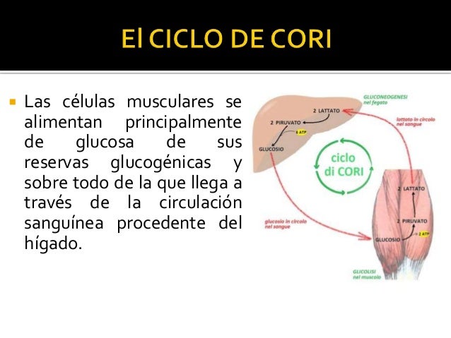 El ciclo de cori