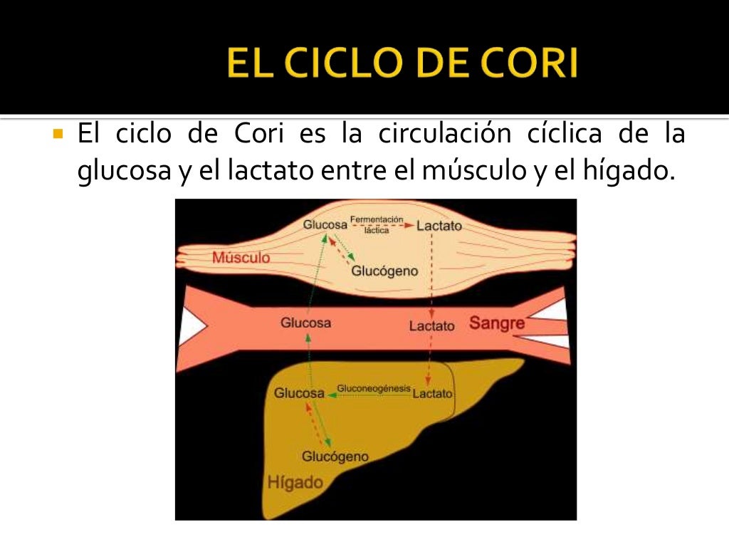 El ciclo de cori