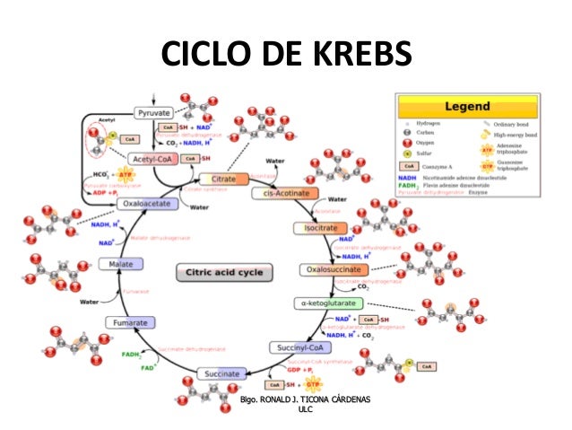 El ciclo de krebs