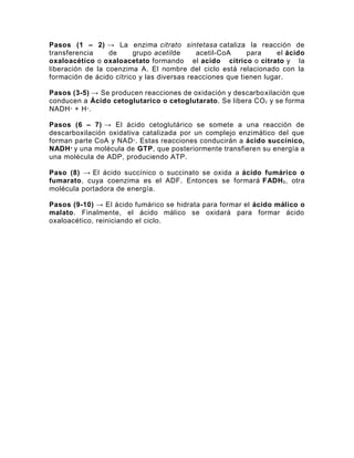 Pasos (1 – 2) → La enzima citrato sintetasa cataliza la reacción de
transferencia de grupo acetilde acetil-CoA para el ácido
oxaloacético o oxaloacetato formando el acido citrico o citrato y la
liberación de la coenzima A. El nombre del ciclo está relacionado con la
formación de ácido cítrico y las diversas reacciones que tienen lugar.
Pasos (3-5) → Se producen reacciones de oxidación y descarboxilación que
conducen a Ácido cetoglutarico o cetoglutarato. Se libera CO2 y se forma
NADH+ + H+.
Pasos (6 – 7) → El ácido cetoglutárico se somete a una reacción de
descarboxilación oxidativa catalizada por un complejo enzimático del que
forman parte CoA y NAD+. Estas reacciones conducirán a ácido succínico,
NADH+
y una molécula de GTP, que posteriormente transfieren su energía a
una molécula de ADP, produciendo ATP.
Paso (8) → El ácido succínico o succinato se oxida a ácido fumárico o
fumarato, cuya coenzima es el ADF. Entonces se formará FADH2, otra
molécula portadora de energía.
Pasos (9-10) → El ácido fumárico se hidrata para formar el ácido málico o
malato. Finalmente, el ácido málico se oxidará para formar ácido
oxaloacético, reiniciando el ciclo.
 