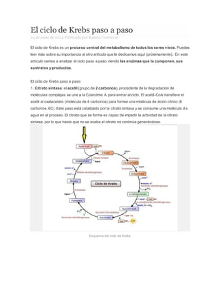 El ciclo de Krebs paso a paso
24 de junio de 2014 Publicado por Ramón Contreras
El ciclo de Krebs es un proceso central del metabolismo de todos los seres vivos. Puedes
leer más sobre su importancia al otro artículo que le dedicamos aquí (próximamente). En este
artículo vamos a analizar el ciclo paso a paso viendo las enzimas que la componen, sus
sustratos y productos.
El ciclo de Krebs paso a paso:
1. Citrato sintasa: el acetil (grupo de 2 carbonos), procedente de la degradación de
moléculas complejas se une a la Coenzima A para entrar al ciclo. El acetil-CoA transfiere el
acetil al oxalacetato (molécula de 4 carbonos) para formar una molécula de ácido cítrico (6
carbonos, 6C). Este paso está catalizado por la citrato sintasa y se consume una molécula de
agua en el proceso. El citrato que se forma es capaz de impedir la actividad de la citrato
sintasa, por lo que hasta que no se acaba el citrato no continúa generándose.
Esquema del ciclo de Krebs
 