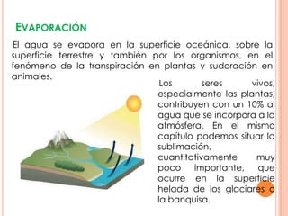 EVAPORACIÓN
El agua se evapora en la superficie oceánica, sobre la
superficie terrestre y también por los organismos, en el
fenómeno de la transpiración en plantas y sudoración en
animales.
                                 Los       seres     vivos,
                                especialmente las plantas,
                                contribuyen con un 10% al
                                agua que se incorpora a la
                                atmósfera. En el mismo
                                capítulo podemos situar la
                                sublimación,
                                cuantitativamente     muy
                                poco    importante,    que
                                ocurre en la superficie
                                helada de los glaciares o
                                la banquisa.
 
