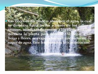  Las raíces de las plantas absorben el agua, la cual
se desplaza hacia arriba a través de los tallos o
troncos, movilizando consigo a los elementos que
necesita la planta para nutrirse. Al llegar a las
hojas y flores, se evapora hacia el aire en forma de
vapor de agua. Este fenómeno es la transpiración.
 