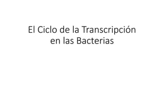 El Ciclo de la Transcripción
en las Bacterias
 