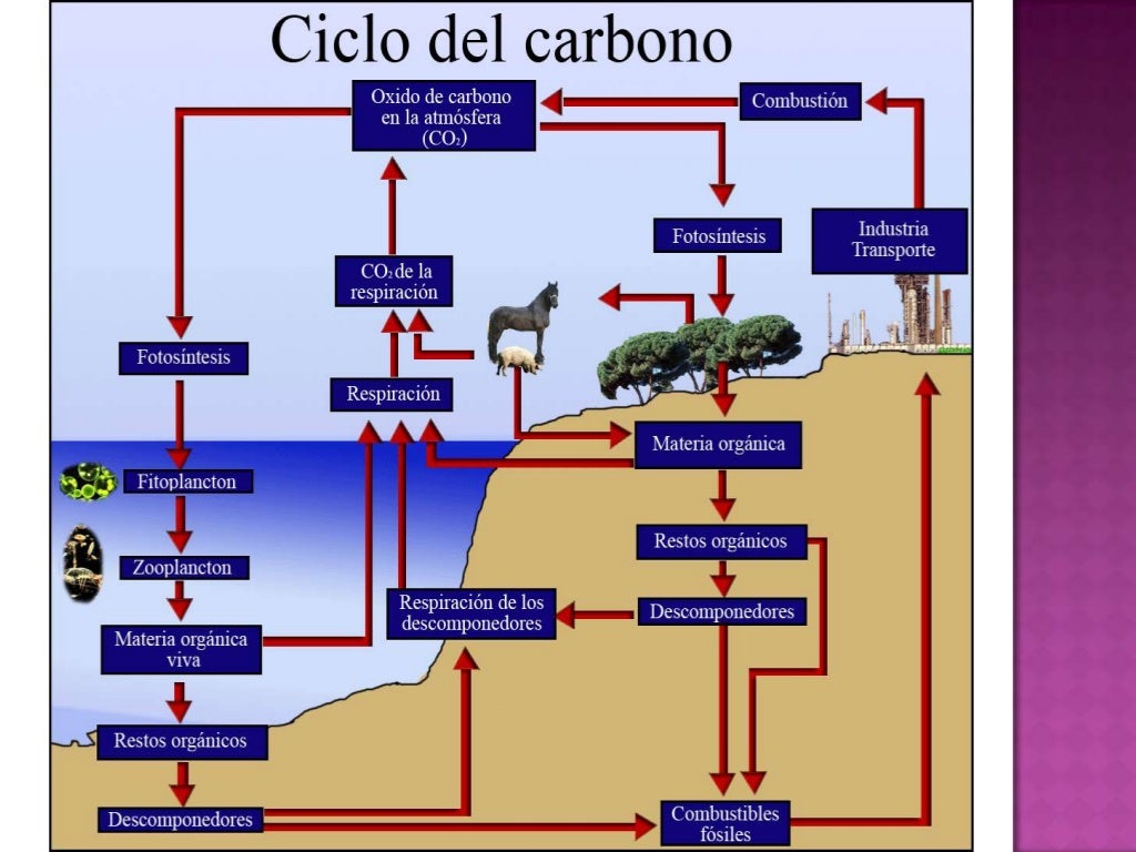 El ciclo del oxigeno