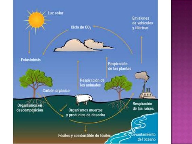 El ciclo del oxigeno
